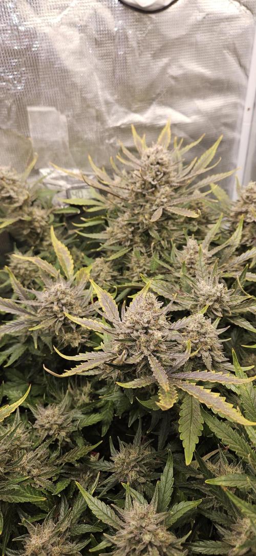 Guava RF3 First indoor grow. Week 11