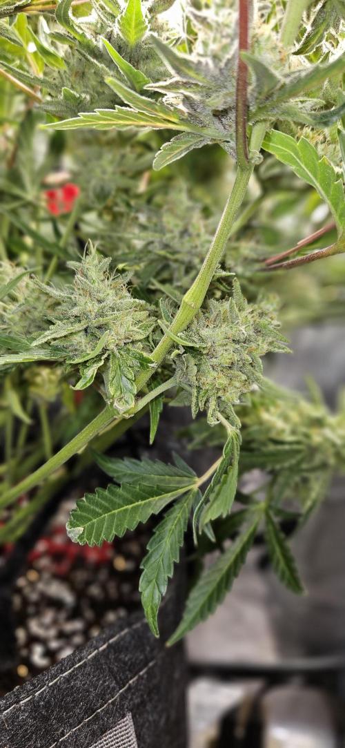 Guava RF3 First indoor grow. Week 11
