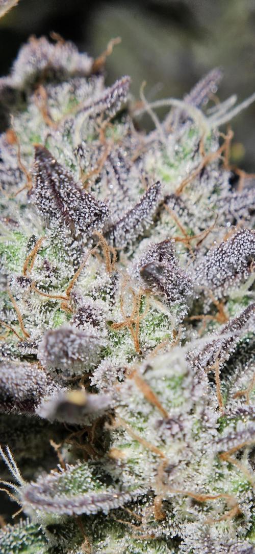 Guava RF3 First indoor grow. Week 11
