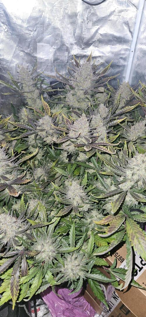 Guava RF3 First indoor grow. Week 11