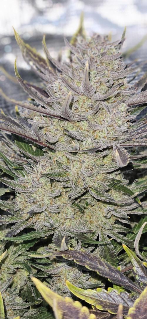 Guava RF3 First indoor grow. Week 11