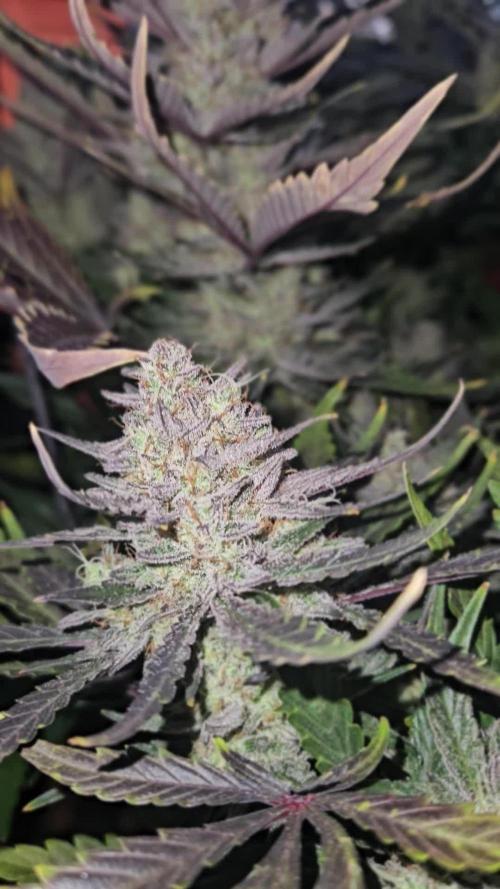 Guava RF3 First indoor grow