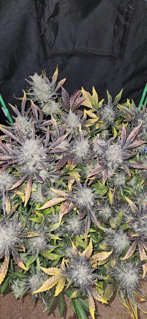 Guava RF3 First indoor grow. Week 12