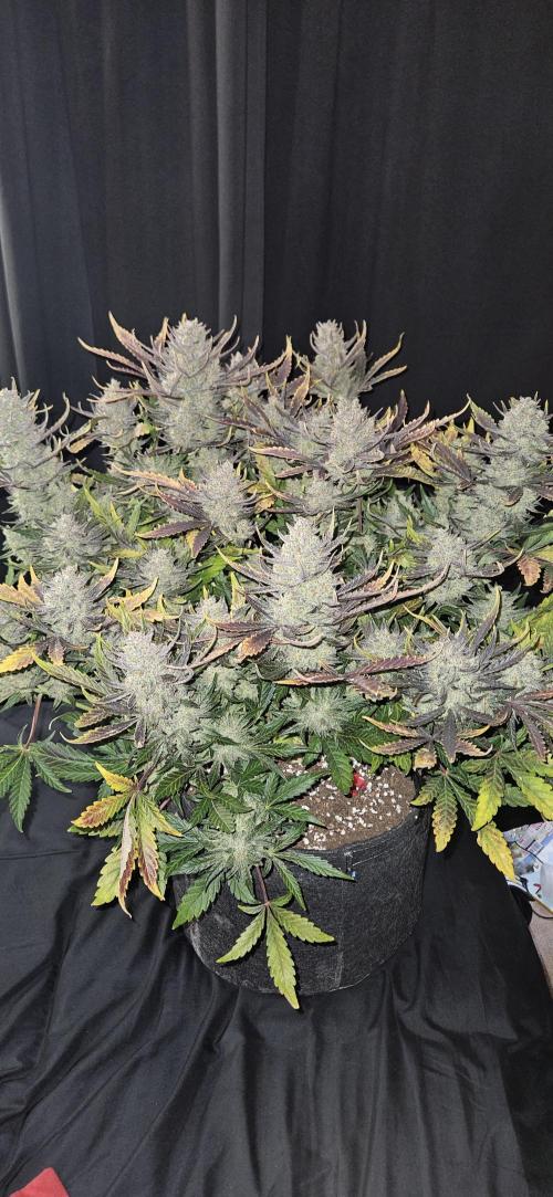 Guava RF3 First indoor grow. Week 12