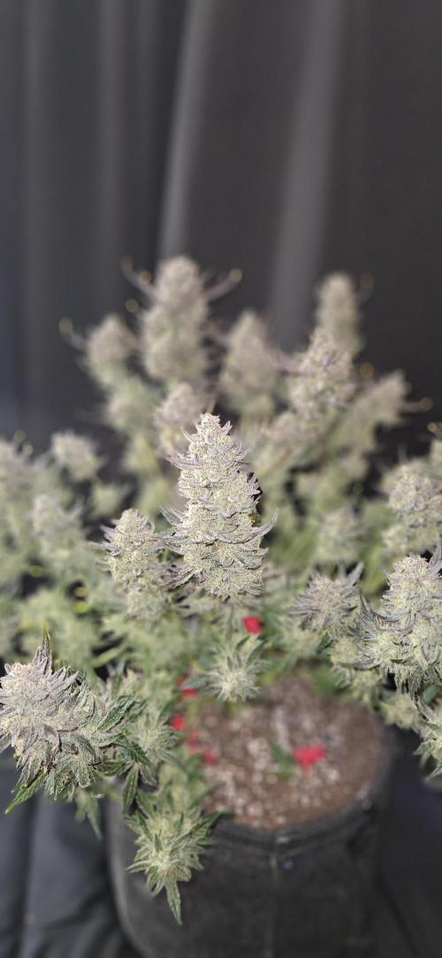 Guava RF3 First indoor grow. Week 12