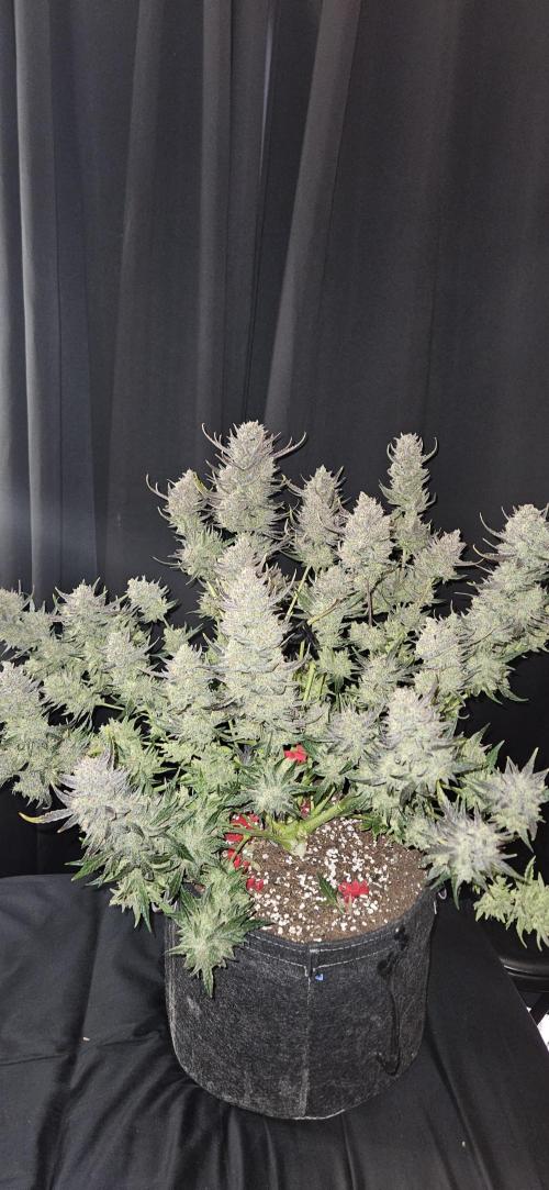 Guava RF3 First indoor grow. Week 12