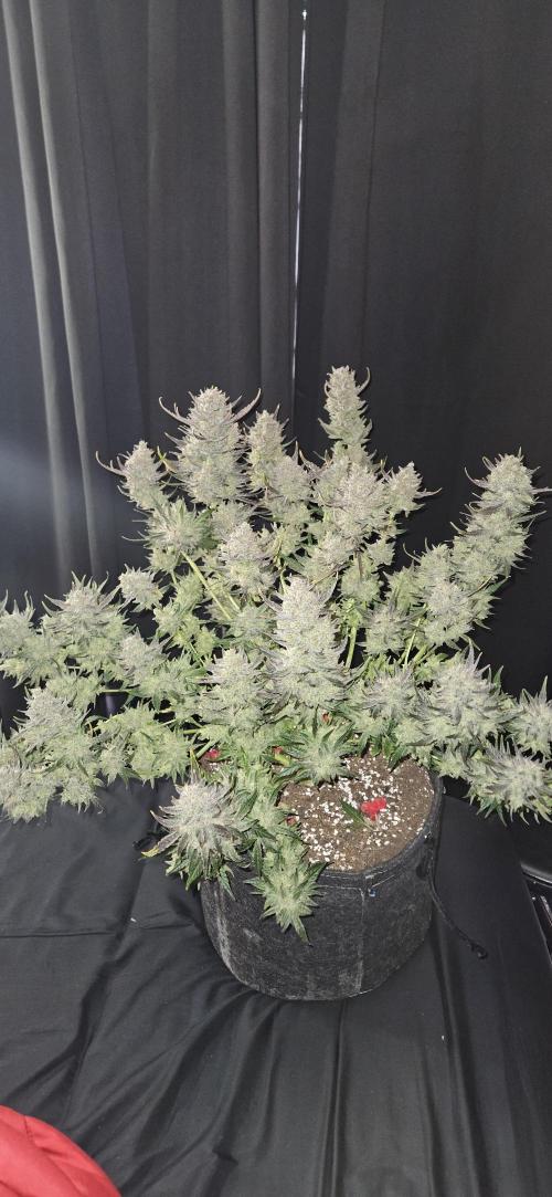 Guava RF3 First indoor grow. Week 12