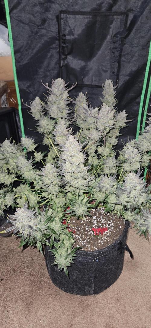 Guava RF3 First indoor grow. Week 12