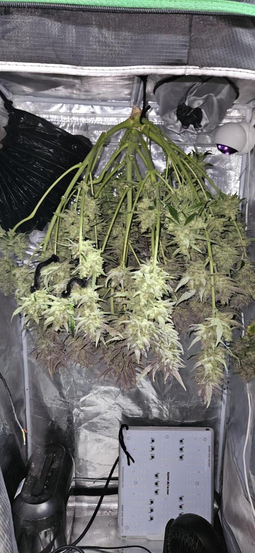 Guava RF3 First indoor grow. Week 12