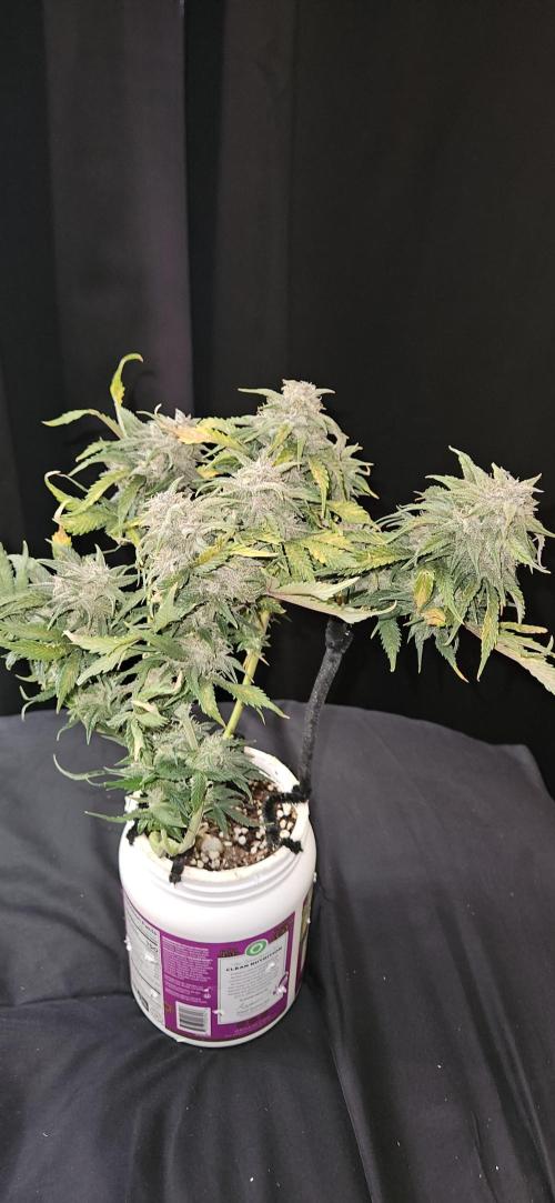 Guava RF3 First indoor grow. Week 12