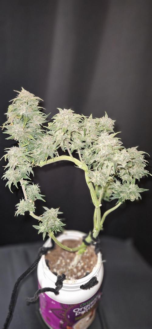 Guava RF3 First indoor grow. Week 12
