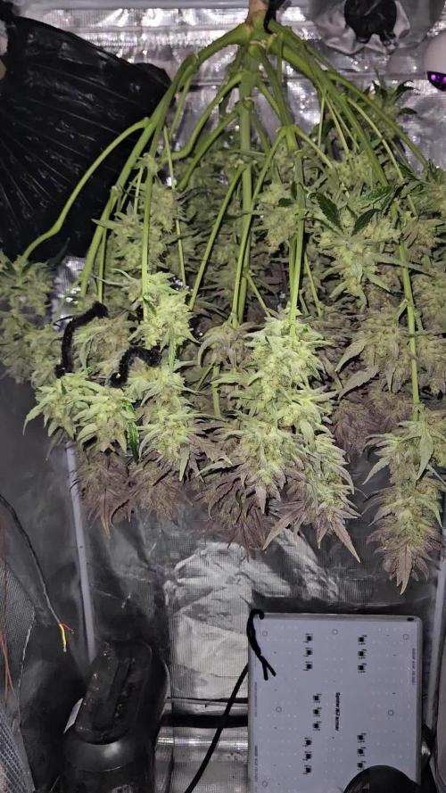 Guava RF3 First indoor grow