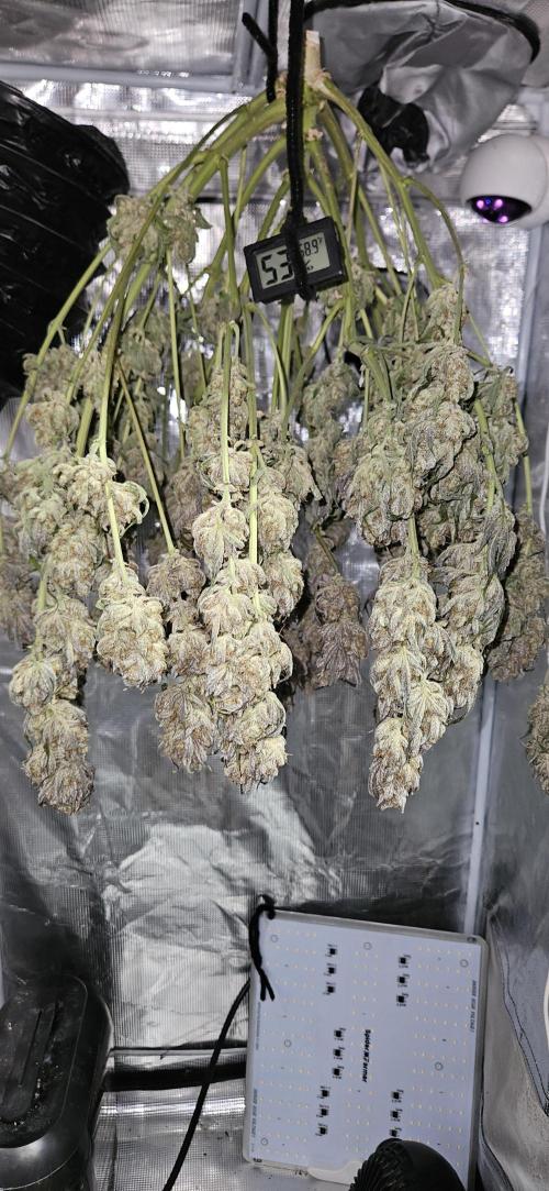 Guava RF3 First indoor grow. Week 13