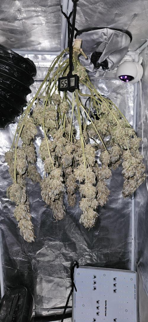 Guava RF3 First indoor grow. Week 13