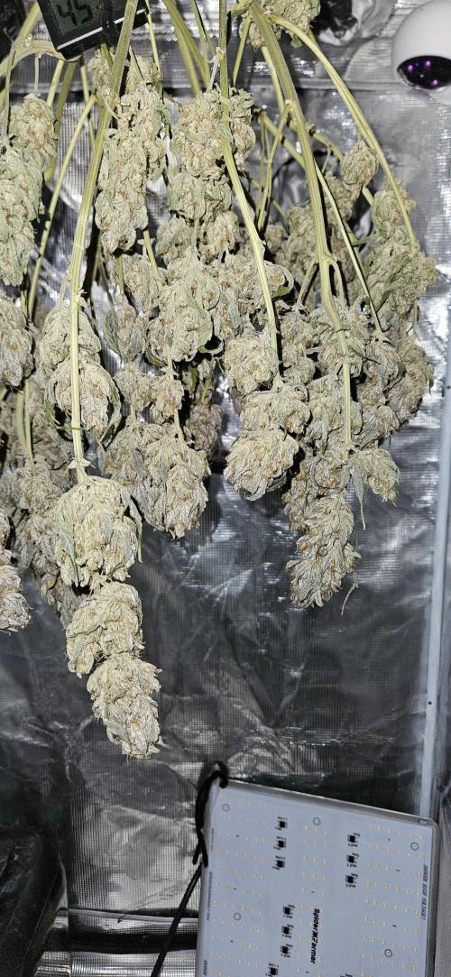 Guava RF3 First indoor grow. Week 13