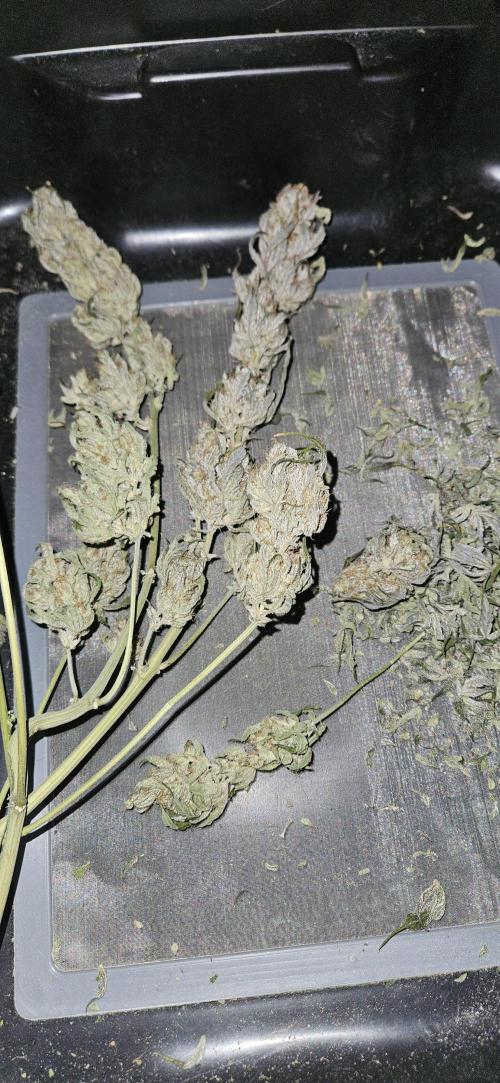 Guava RF3 First indoor grow. Week 13