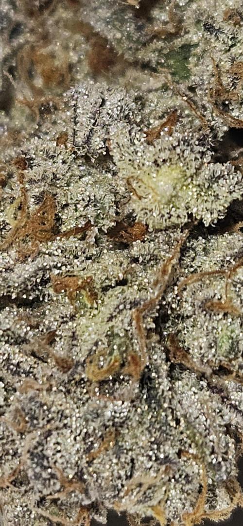 Guava RF3 First indoor grow. Week 13