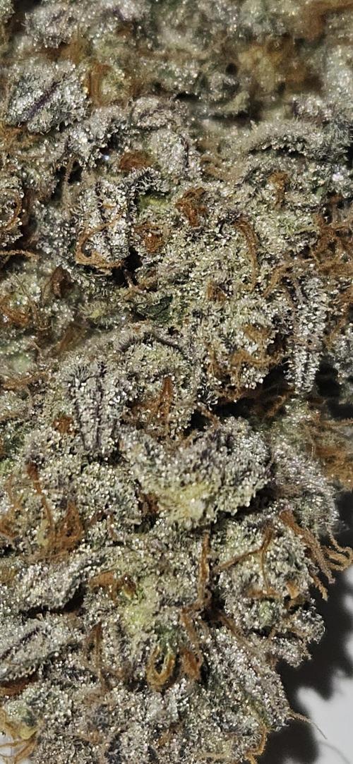 Guava RF3 First indoor grow. Week 13