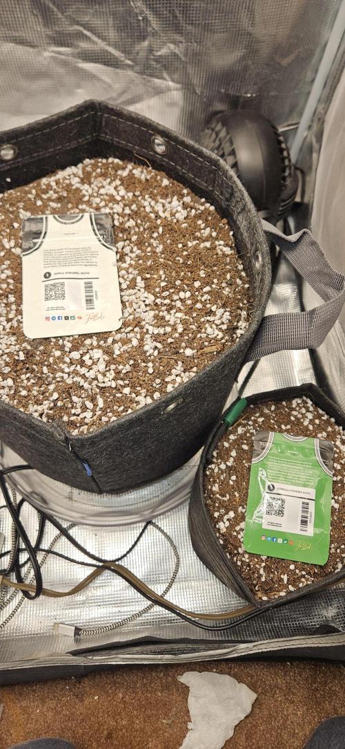 Apple Strudel Auto. Week 0