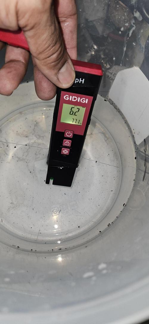 Apple Strudel Auto. Week 0