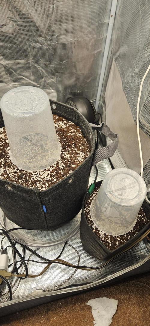 Apple Strudel Auto. Week 0