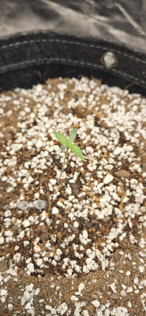 Apple Strudel Auto. Week 1