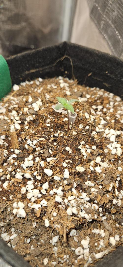 Apple Strudel Auto. Week 1