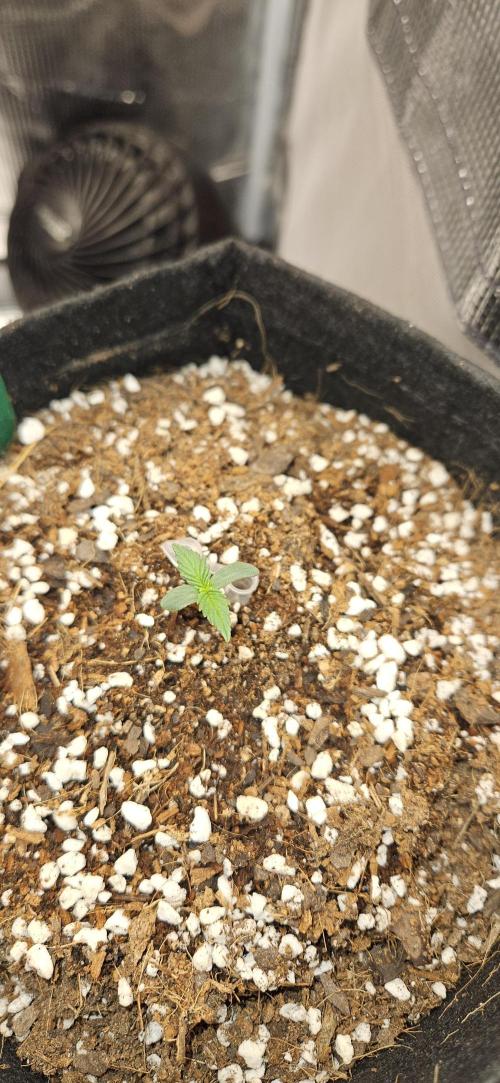 Apple Strudel Auto. Week 1