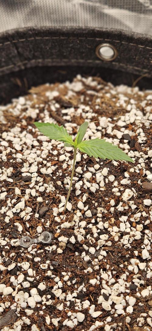 Apple Strudel Auto. Week 2