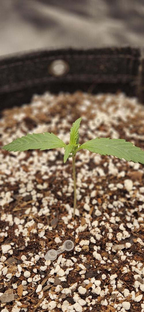 Apple Strudel Auto. Week 2