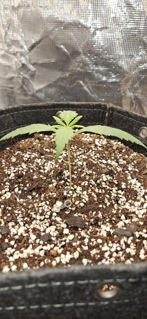 Apple Strudel Auto. Week 2