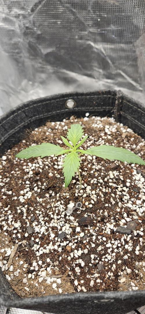Apple Strudel Auto. Week 2