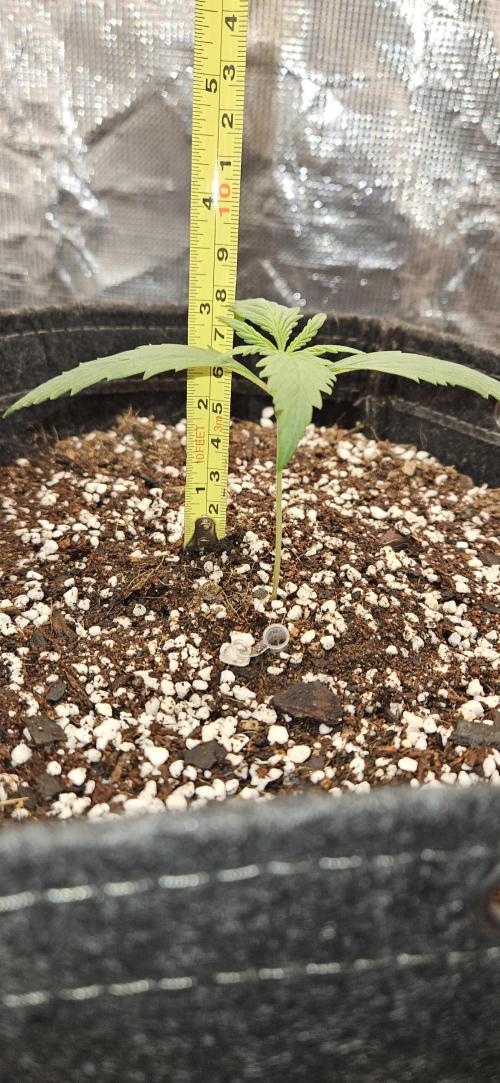 Apple Strudel Auto. Week 2