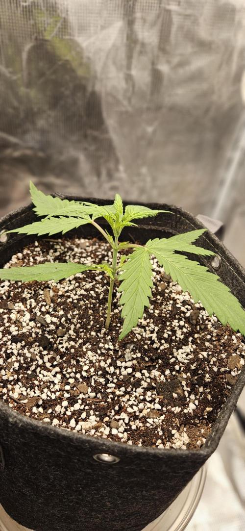 Apple Strudel Auto. Week 3