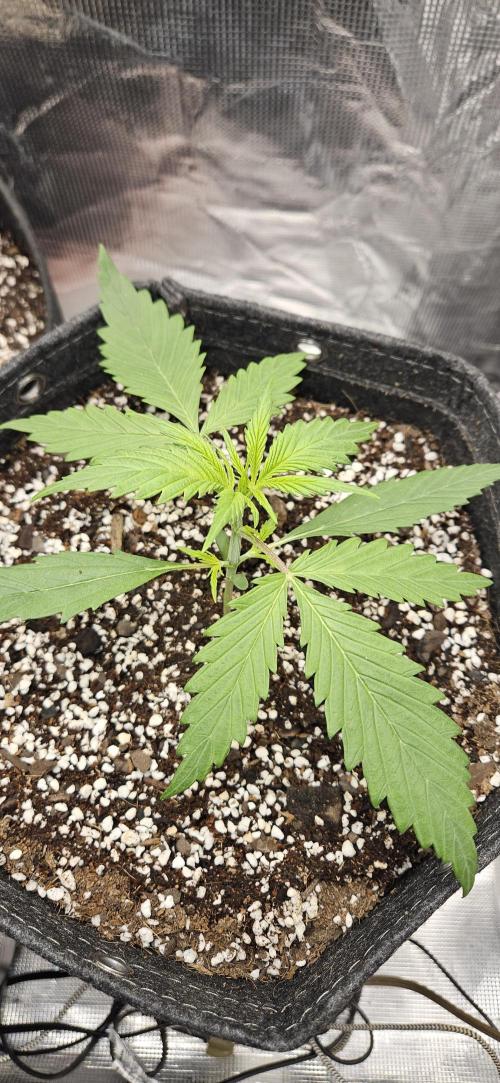 Apple Strudel Auto. Week 3
