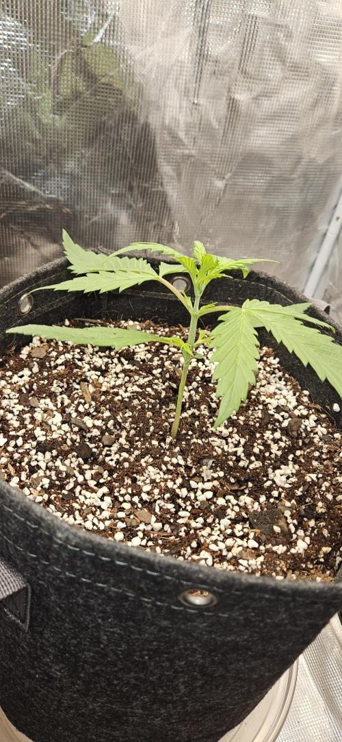 Apple Strudel Auto. Week 3