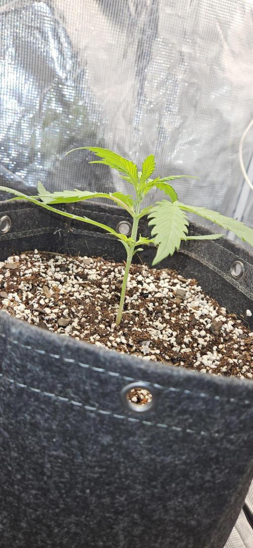 Apple Strudel Auto. Week 3