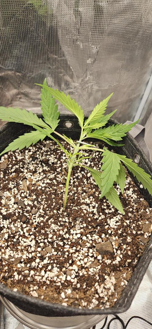 Apple Strudel Auto. Week 3