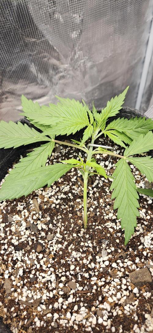 Apple Strudel Auto. Week 3