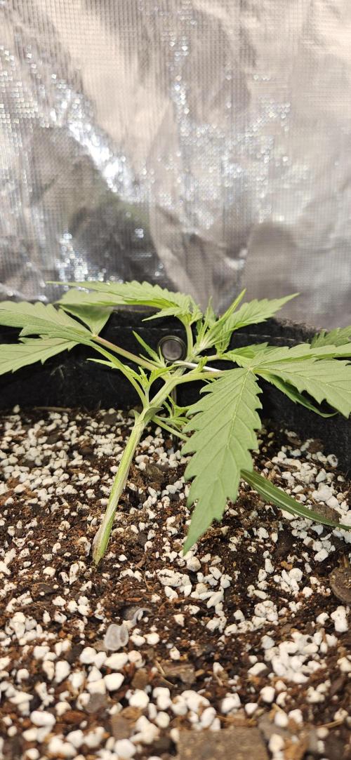 Apple Strudel Auto. Week 3