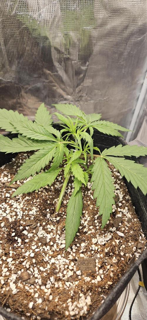 Apple Strudel Auto. Week 3