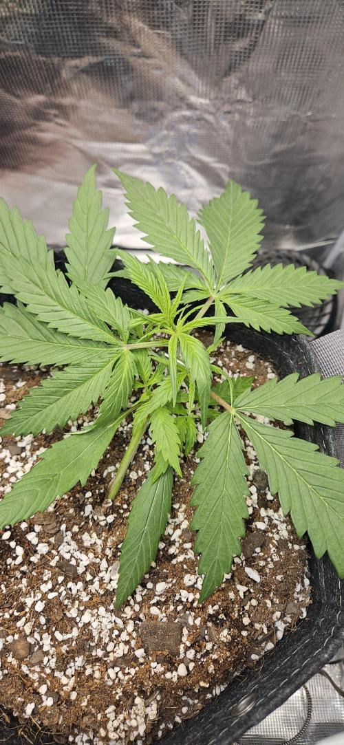 Apple Strudel Auto. Week 3