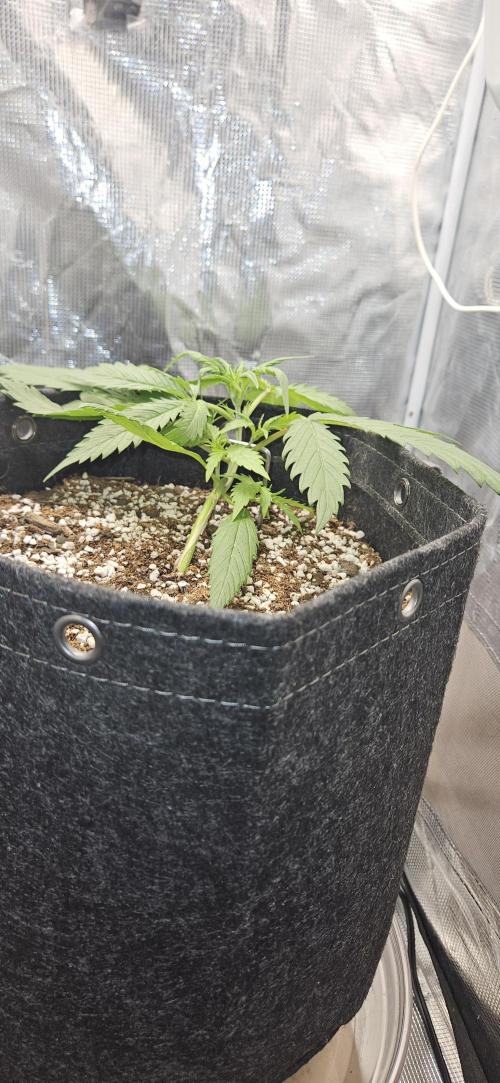 Apple Strudel Auto. Week 3