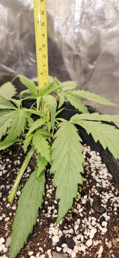 Apple Strudel Auto. Week 3