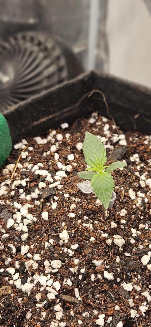 Gorilla Cookies. Week 3