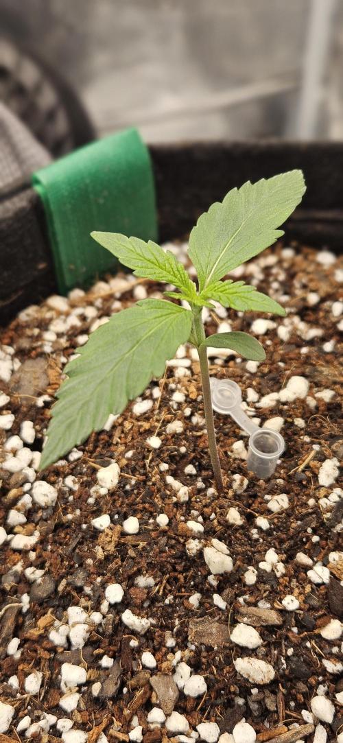 Gorilla Cookies. Week 3
