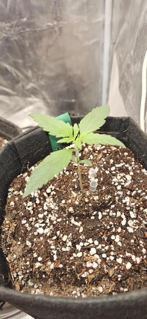 Gorilla Cookies. Week 3