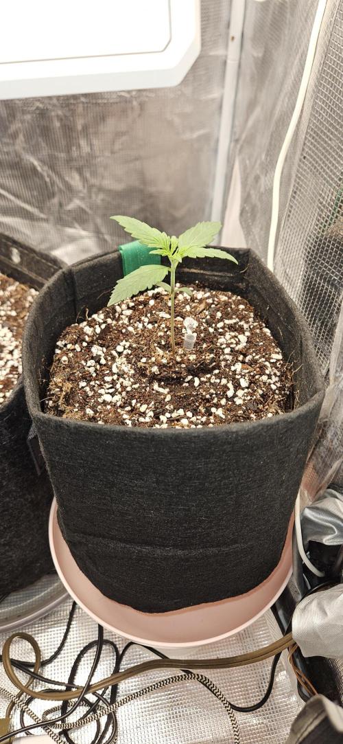 Gorilla Cookies. Week 3