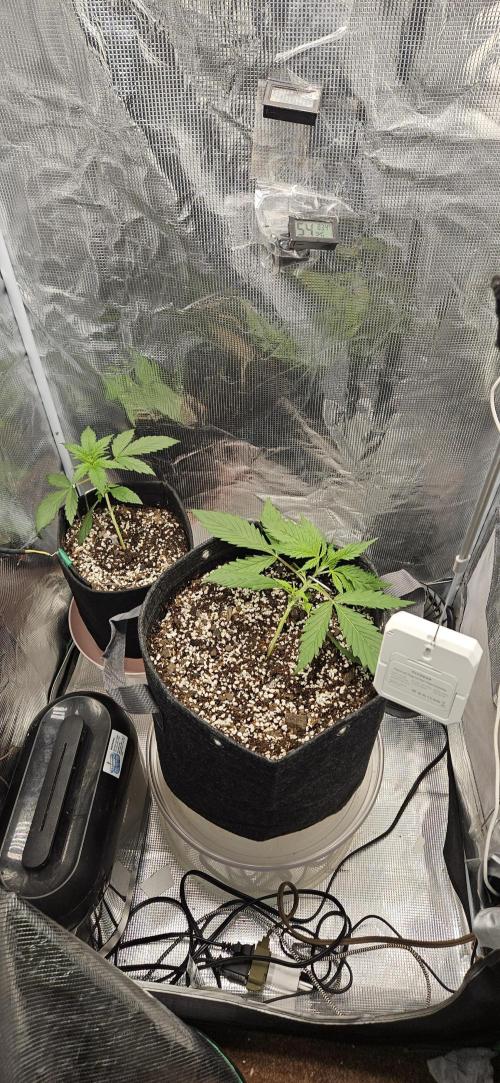 Gorilla Cookies. Week 3