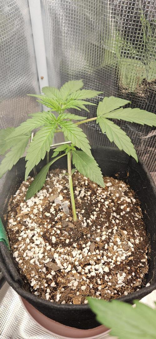 Gorilla Cookies. Week 3